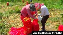 Seçilmiş məhsul kisələrə doldurulur, bir kisə soğan yığdınsa 1 manatın var