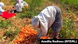 Təmizlənmiş soğan daha sonra "günmuzdlular" saf-çürük edir, iri soğanlar bir yana, xırda soğanla o biri yana yığılır