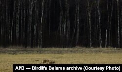 Воўк з GPS-аброжкам у Белавескай пушчы. Фота з архіву АПБ